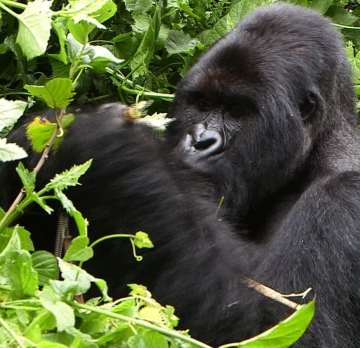 5 Days 4 Congo Gorilla Tour and Chimpanzee Trekking Safari