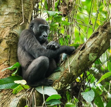 4 Day 3 Nights Congo Lowland Gorilla Tour and Chimpanzee Trekking Safari 