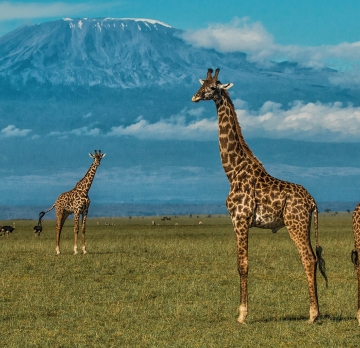 6 Days 5 Nights Masai Mara National Reserve and Amboseli National Park Wildlife Safari Tour