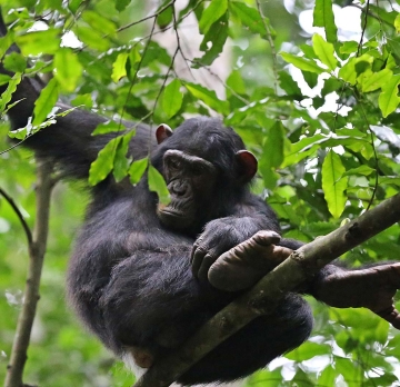 5 Days 4 Nights Rwanda gorilla Tour  & chimpanzee safari