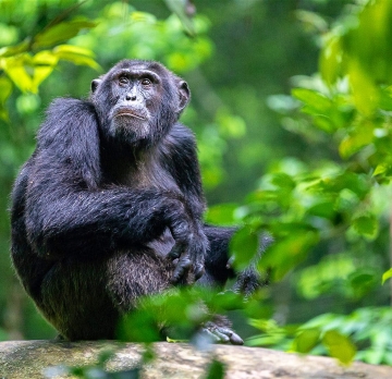 6 Days 5 Nights Rwanda Chimpanzees Tour and Rwanda wildlife safari