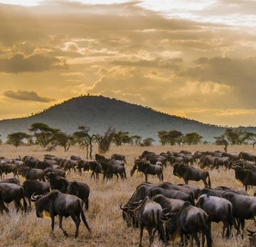 5 Day 4 Nights Tanzania safari Tarangire National Park and Serengeti National Park Tour