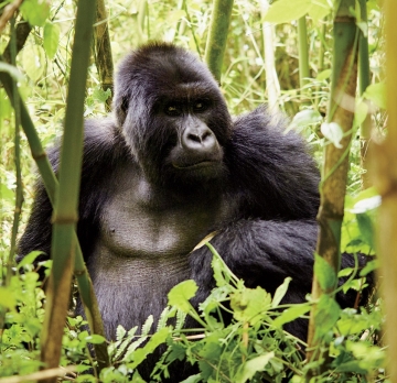 3 Days 2 Nights Gorilla Trekking in Uganda