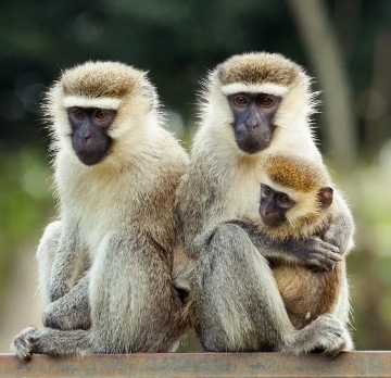 8 Days 7 Nights Uganda primate Tour and Uganda wildlife safari