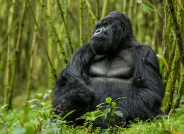 10 Days 9 Nights Uganda Rwanda Safari Congo Gorilla Trekking Tour