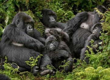 12 Days 11 Nights Congo Uganda Safari Gorilla Trekking And Rwanda Wildlife Tour