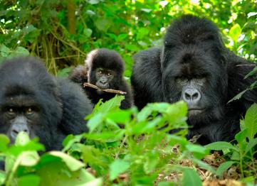 3 Days 2nights Volcanoes National Park Gorilla Trekking In Rwanda