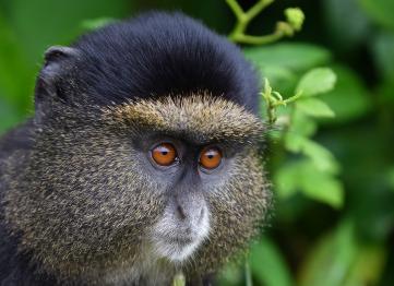4 Days 3 Nights Volcanoes National Parks Gorilla And Golden Monkey Safari Tour In Rwanda