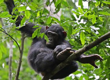 5 Days 4 Nights Rwanda Gorilla Tour Chimpanzee Safari