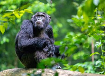 6 Days 5 Nights Rwanda Chimpanzees Tour And Rwanda Wildlife Safari