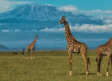 6 Days 5 Nights Masai Mara National Reserve And Amboseli National Park Wildlife Safari Tour