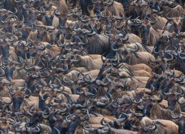 8 Days 7 Nights Magical Kenya Wildlife Safari Tour