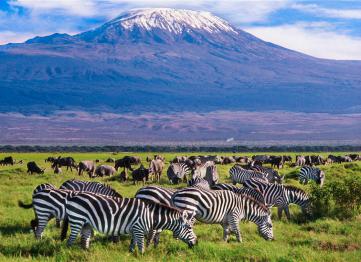 Amboseli National Park Yield Tours