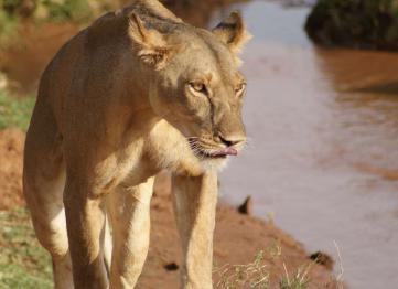 Samburu National Reserve 2