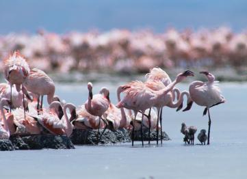 Flamingo Nests Breeds Waters Tanzania Lake Natron