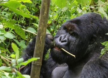 3 Days Congo Gorilla Trek