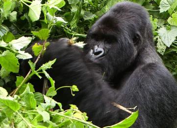 5 Days 4 Congo Gorilla Tour And Chimpanzee Trekking Safari