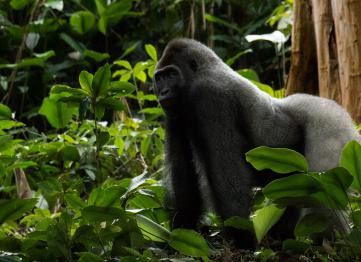 Congo Lowland Gorilla Trek